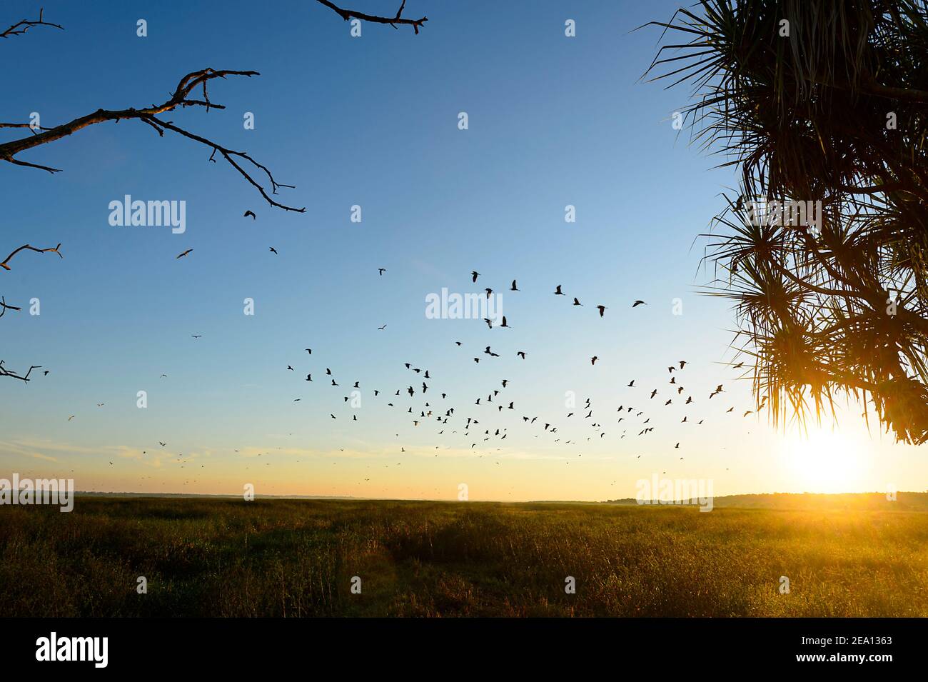 Flock of birds over wetlands at sunrise, Fogg Dam, Northern Territory, NT, Australia Stock Photo