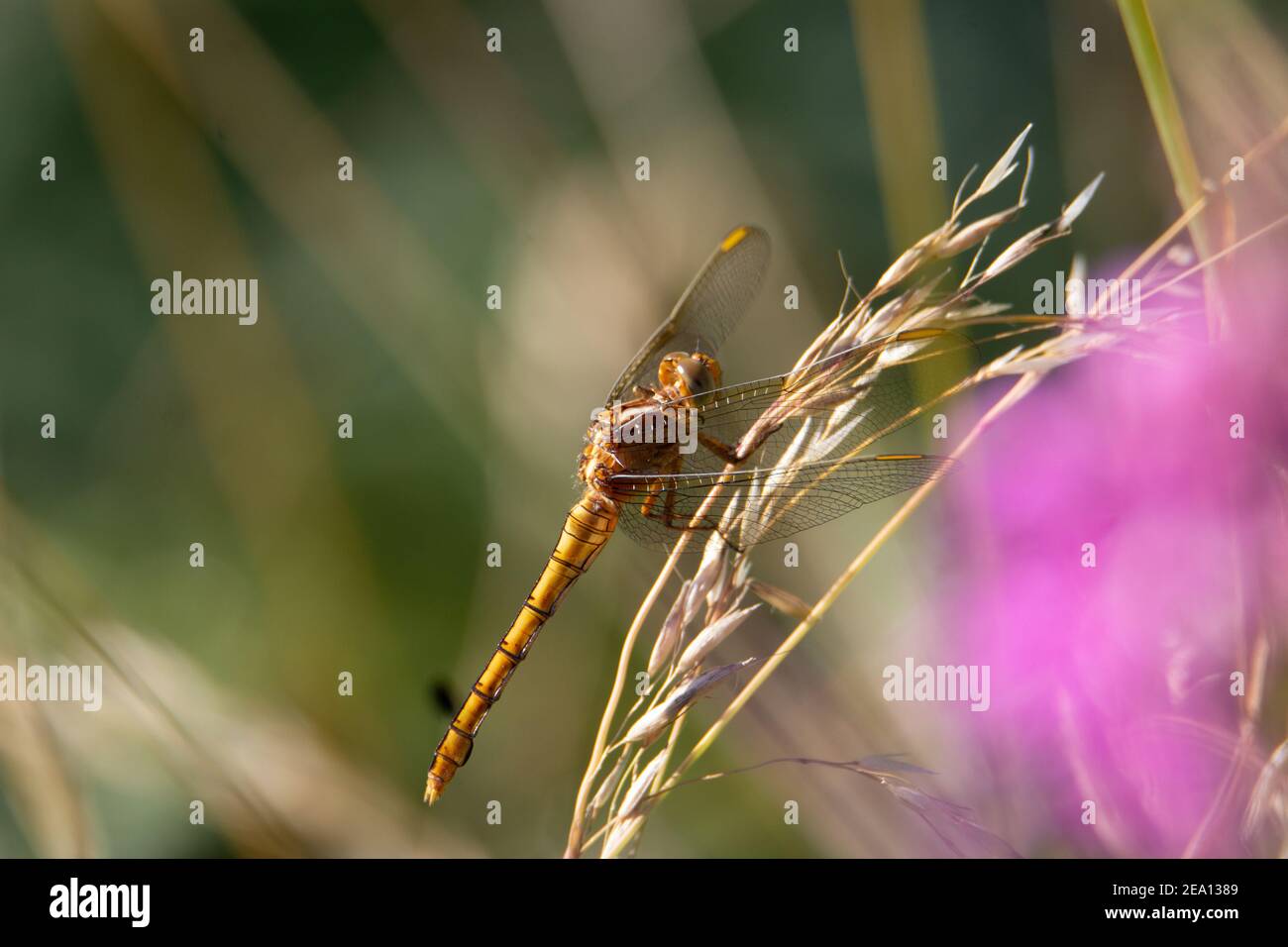 brown dragonfly resting on a dried grass seed head Stock Photo