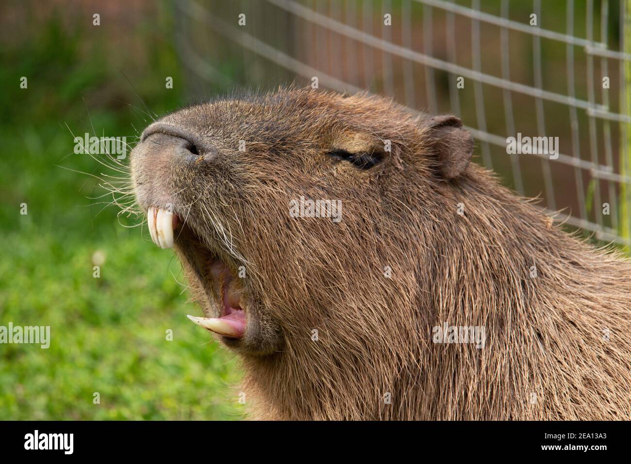 Capybara (Hydrochoerus hydrochaeris) head and shoulders of a Capybara showing his teeth with a fence and grass behind Stock Photo