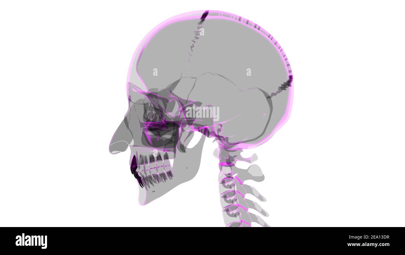 Human Teeth Incisors Anatomy 3D Illustration For Medical Concept Stock ...