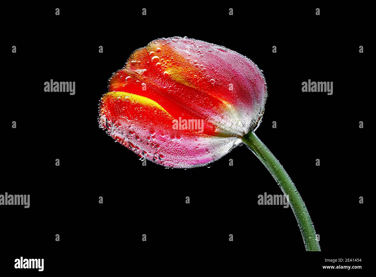 Red Tulip covered with air bubbles on a black background Stock Photo