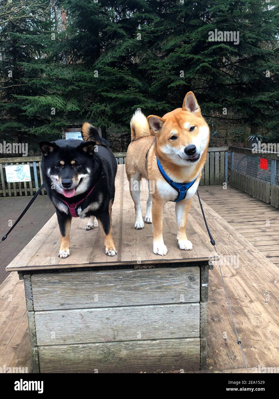 All black hotsell shiba inu