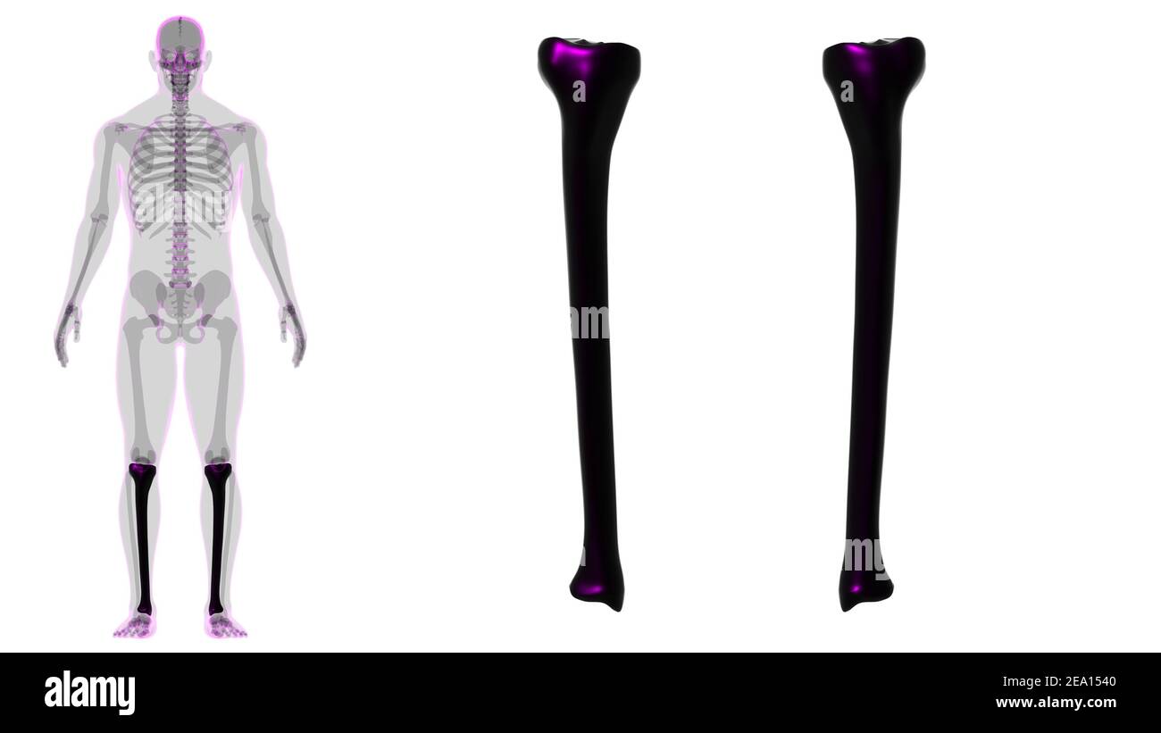 Human skeleton anatomy Tibia Bone 3D Rendering For Medical Concept ...
