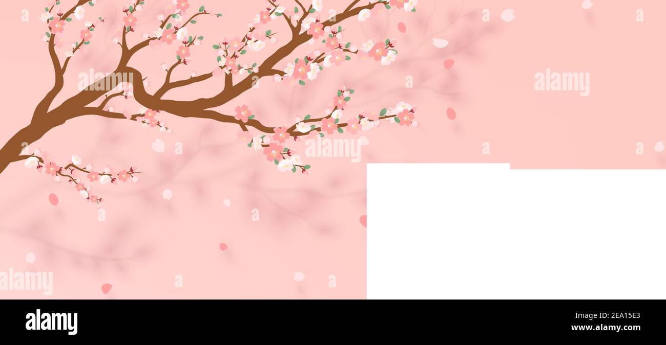 Blossoming branch of sakura - Japanese cherry tree with falling petal ...
