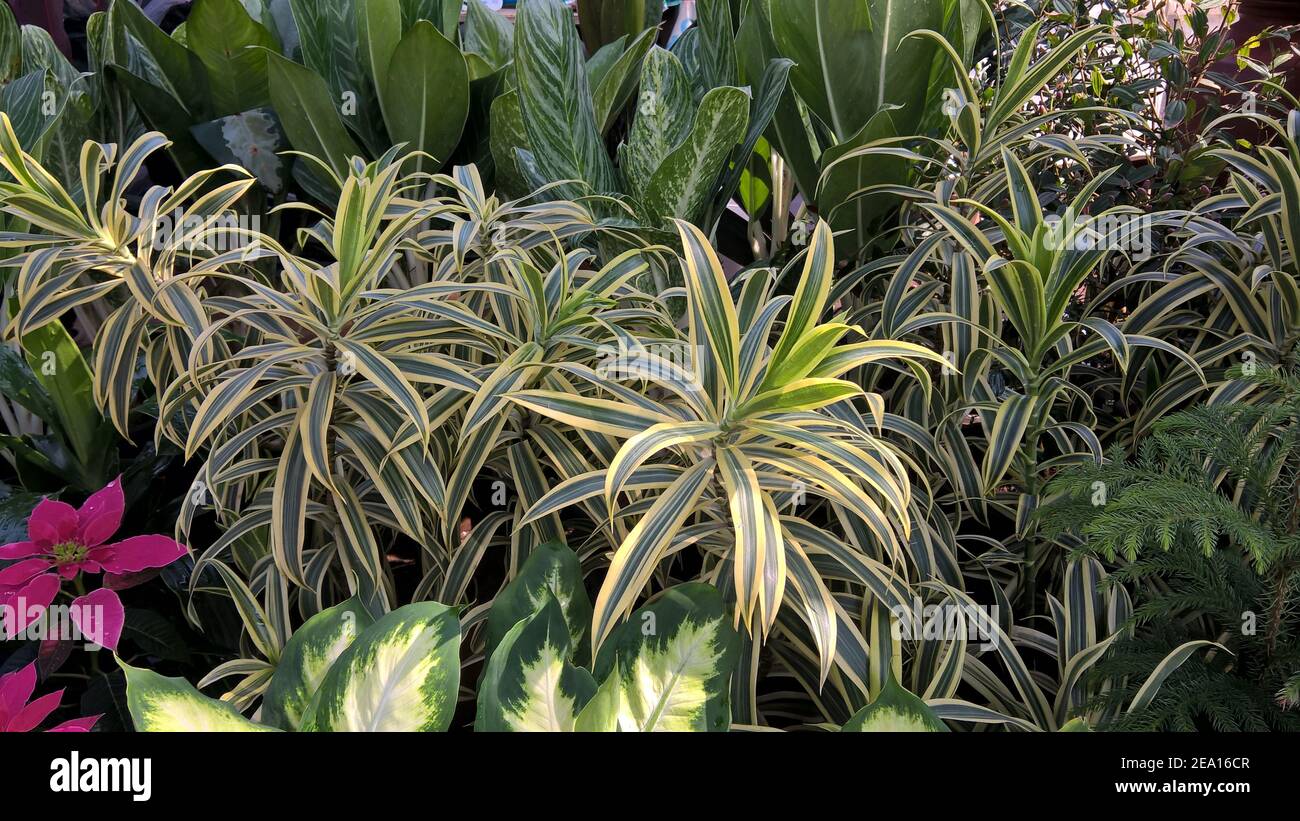 scenic view of plants for multipurpose use Stock Photo Alamy