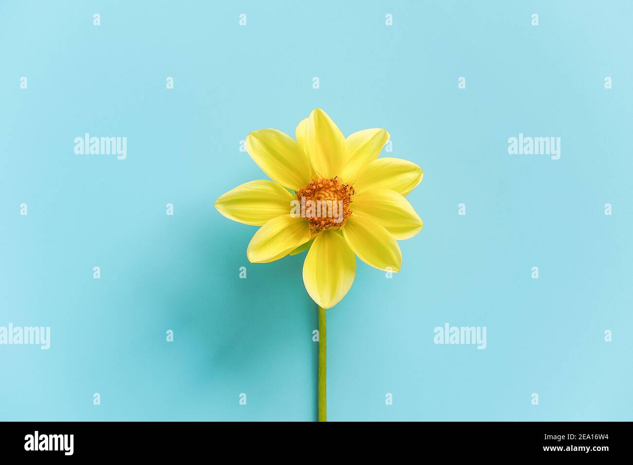 Yellow flower with blue background hires stock photography and images