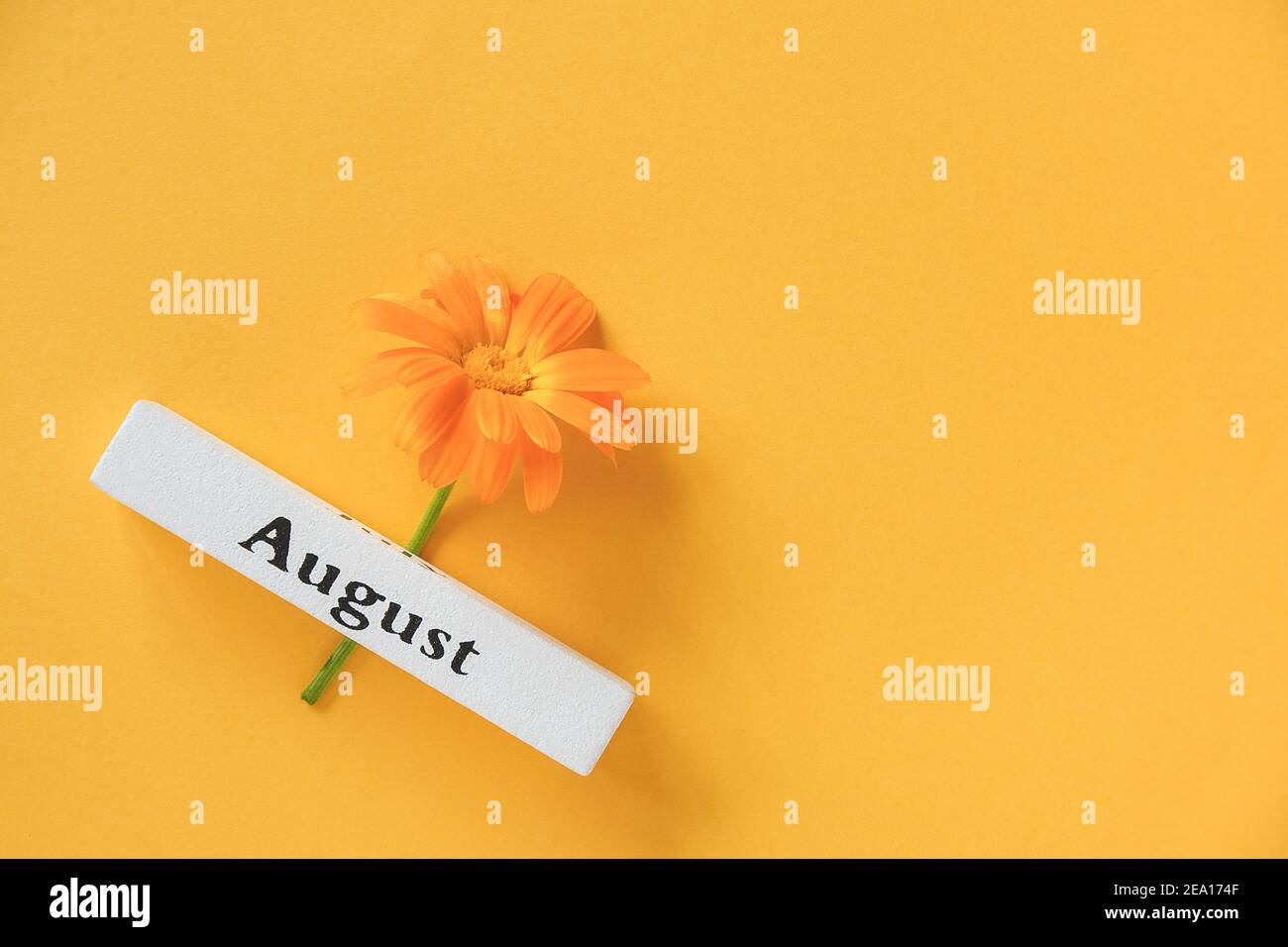 One orange calendula flower and calendar summer month August on yellow background. Top view Copy space Flat lay Minimal style. Concept Hello August Te Stock Photo