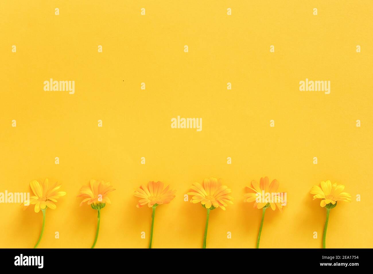 Border made with orange calendula flowers on yellow background. Concept Hello spring or summer Template for design, greeting card, invitation, postcar Stock Photo
