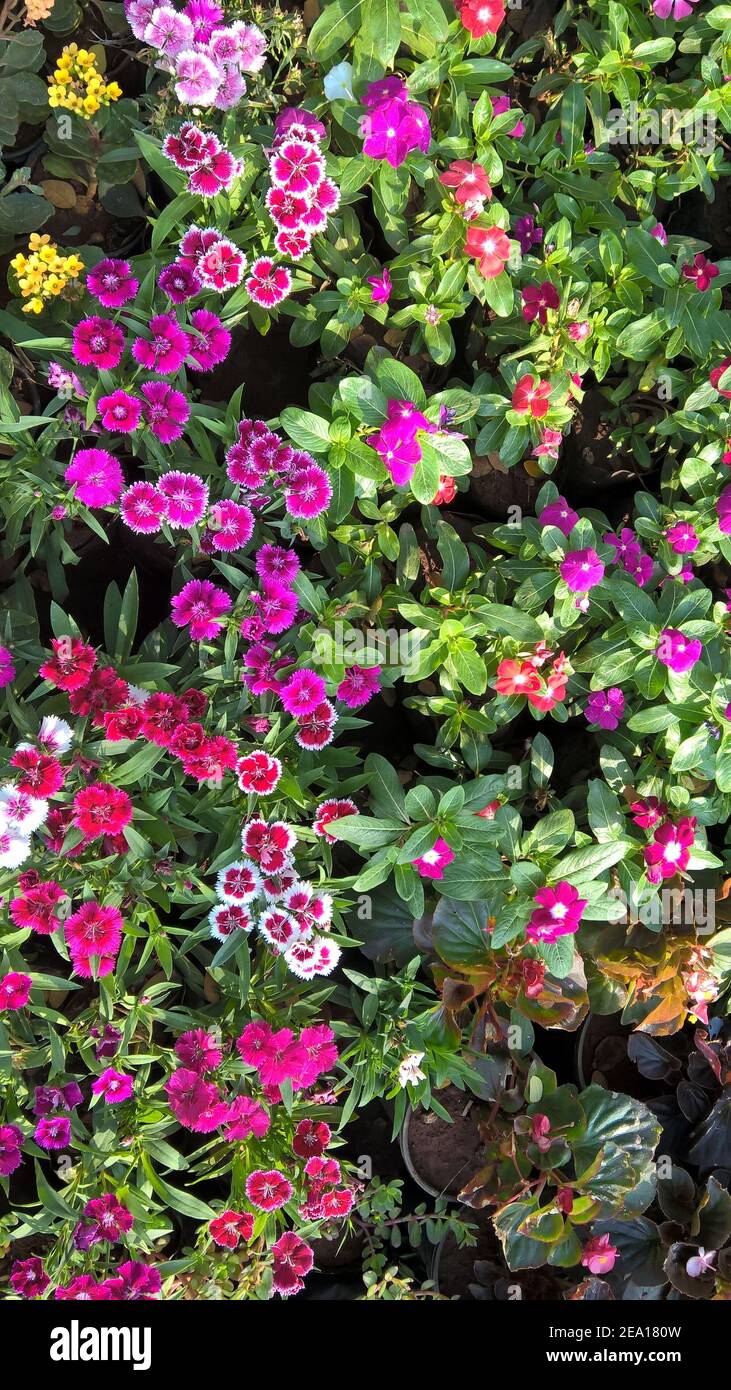 colorful flowers and plants for multipurpose use Stock Photo Alamy