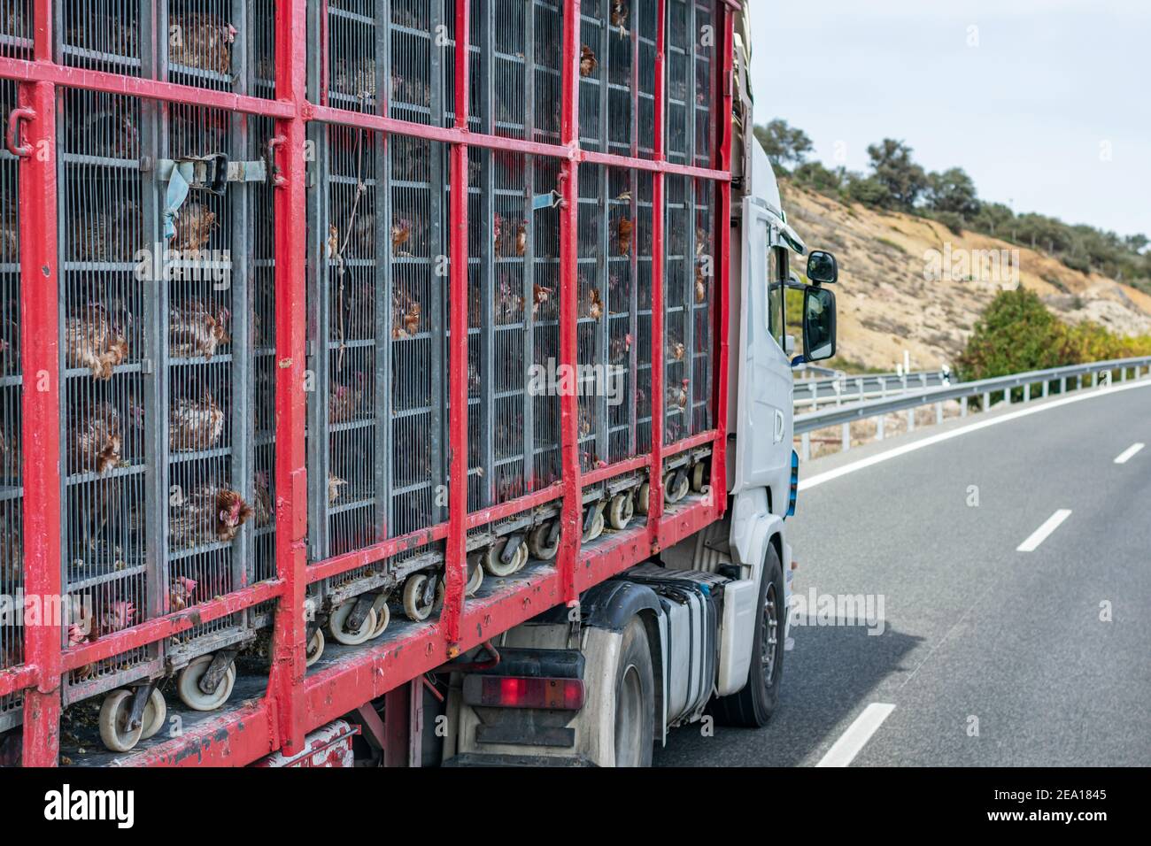 Truck with cages for transporting animals, loaded with chickens to the
