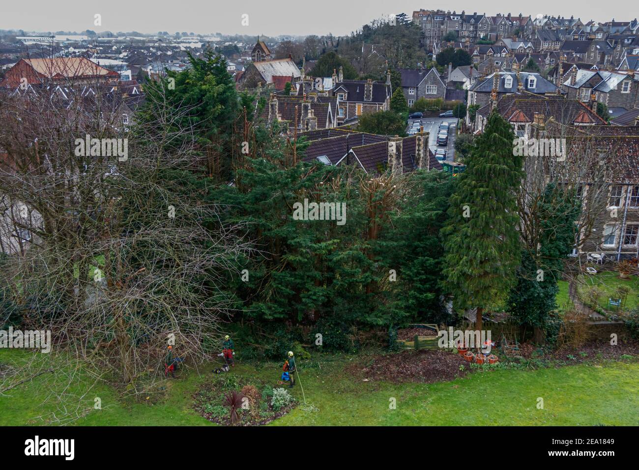 Tree surgeon cutting down the trees by a third Stock Photo - Alamy