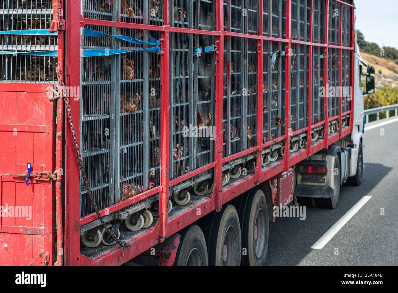 Truck with cages for transporting animals, loaded with chickens to the