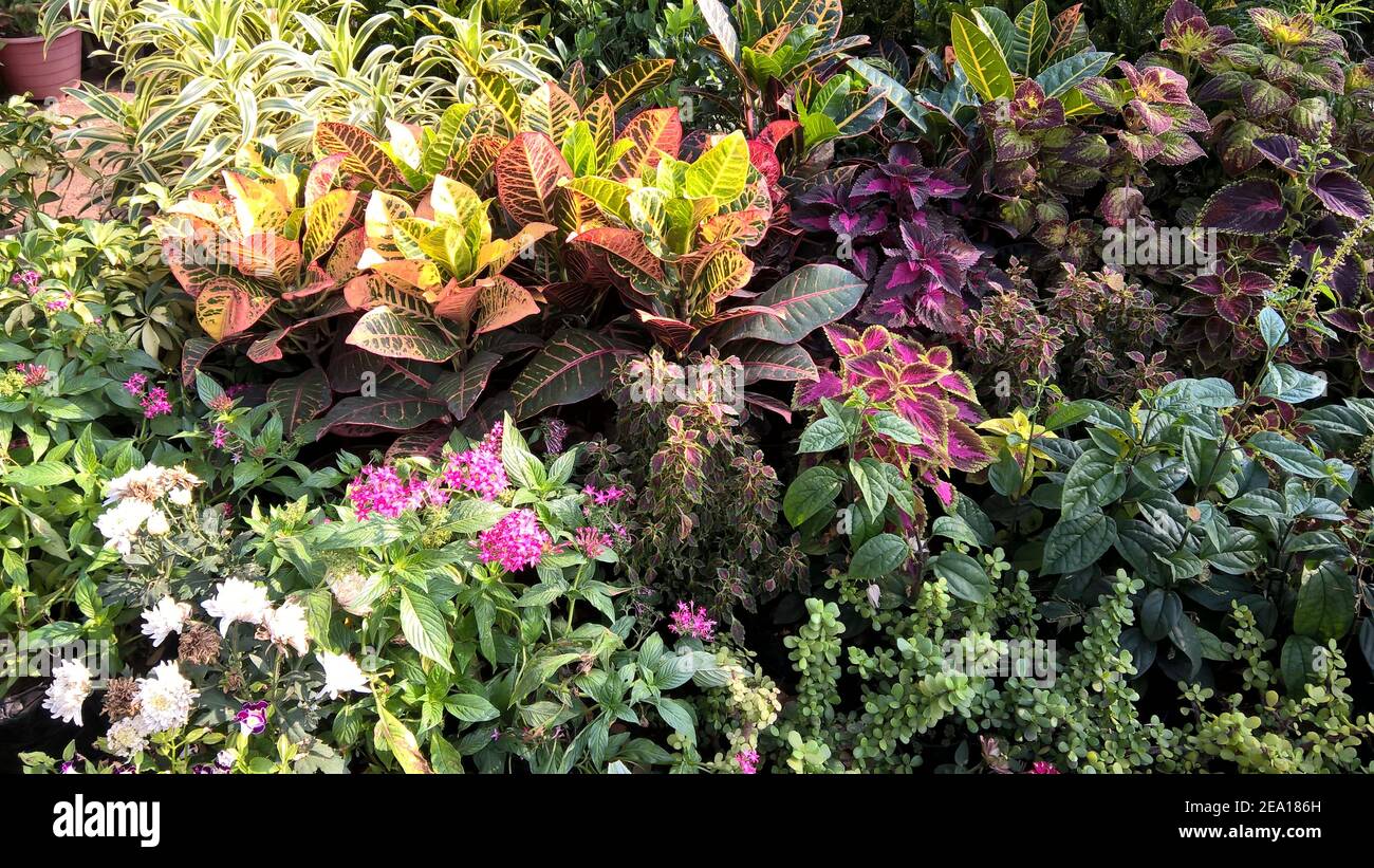 colorful flowers and plants for multipurpose use Stock Photo - Alamy
