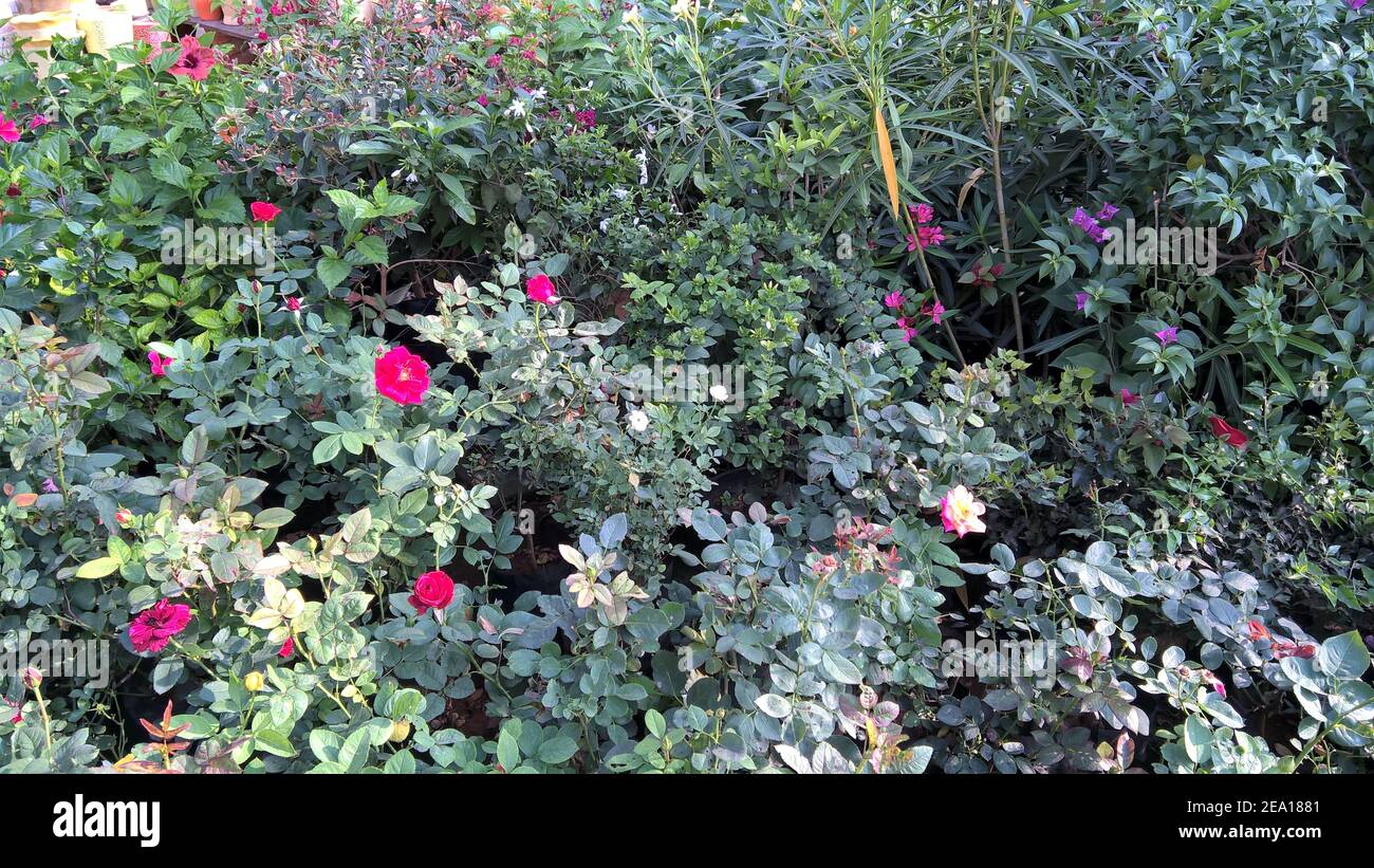 colorful flowers and plants for multipurpose use Stock Photo Alamy