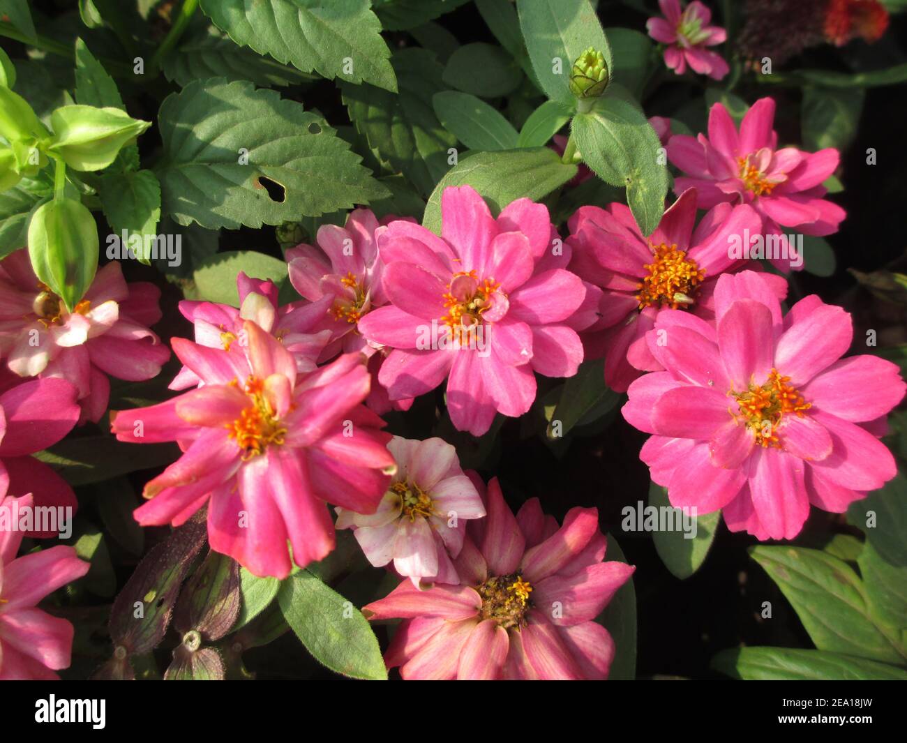 colorful flowers and plants for multipurpose use Stock Photo Alamy