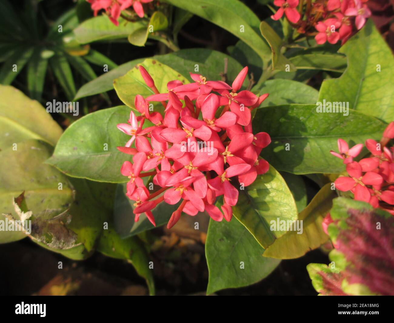 colorful flowers and plants for multipurpose use Stock Photo Alamy