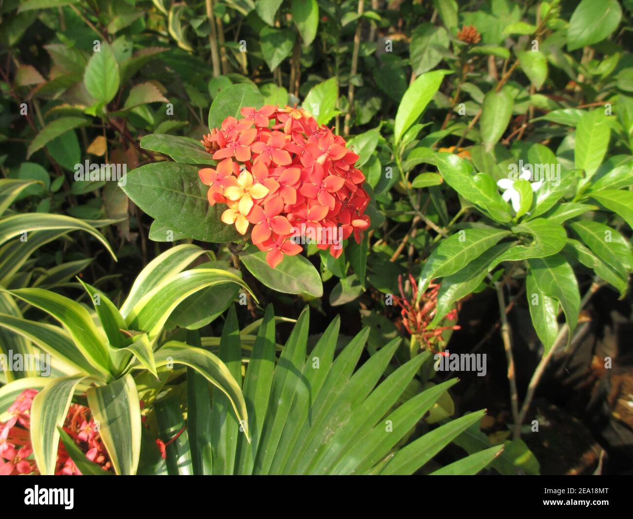 colorful flowers and plants for multipurpose use Stock Photo Alamy