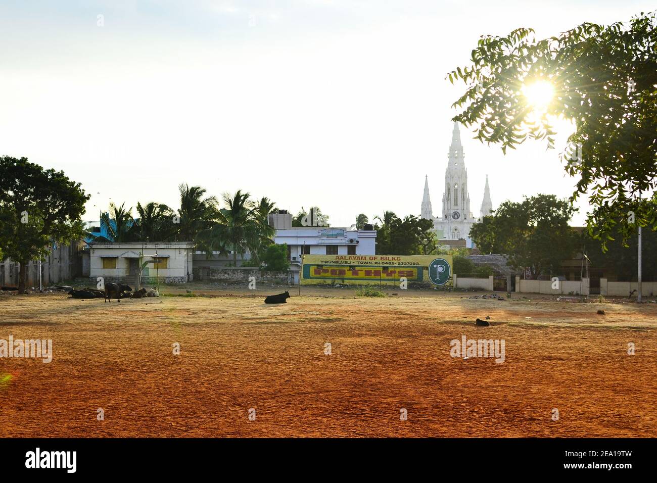Kanyakumari, Tamil Nadu, India - January, 2017: Cows lies on orange dirt in a park. Old catholic church on the background. Sun shining trough leaves o Stock Photo