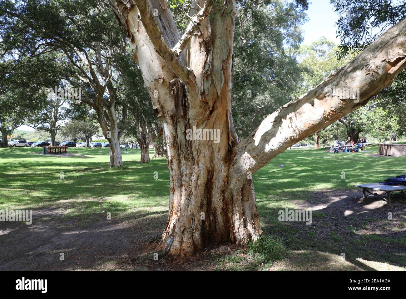Melaleuca quinquenervia, commonly known as the broad-leaved paperbark, paper bark tea tree, punk tree or niaouli, is a small- to medium-sized tree of Stock Photo
