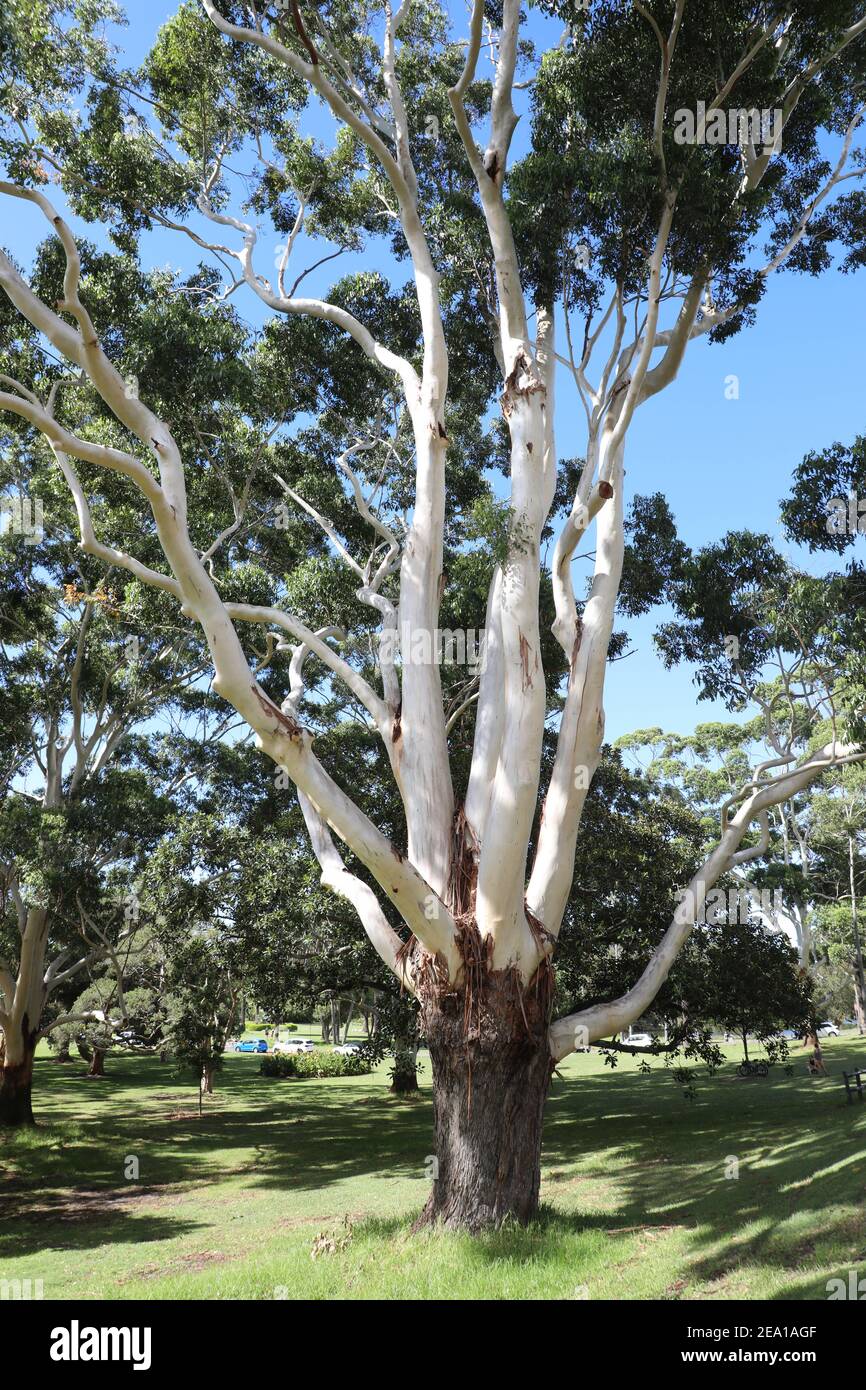 Eucalyptus grandis, commonly known as the flooded gum or rose gum, is a tall tree with smooth bark, rough at the base fibrous or flaky, grey to grey-b Stock Photo