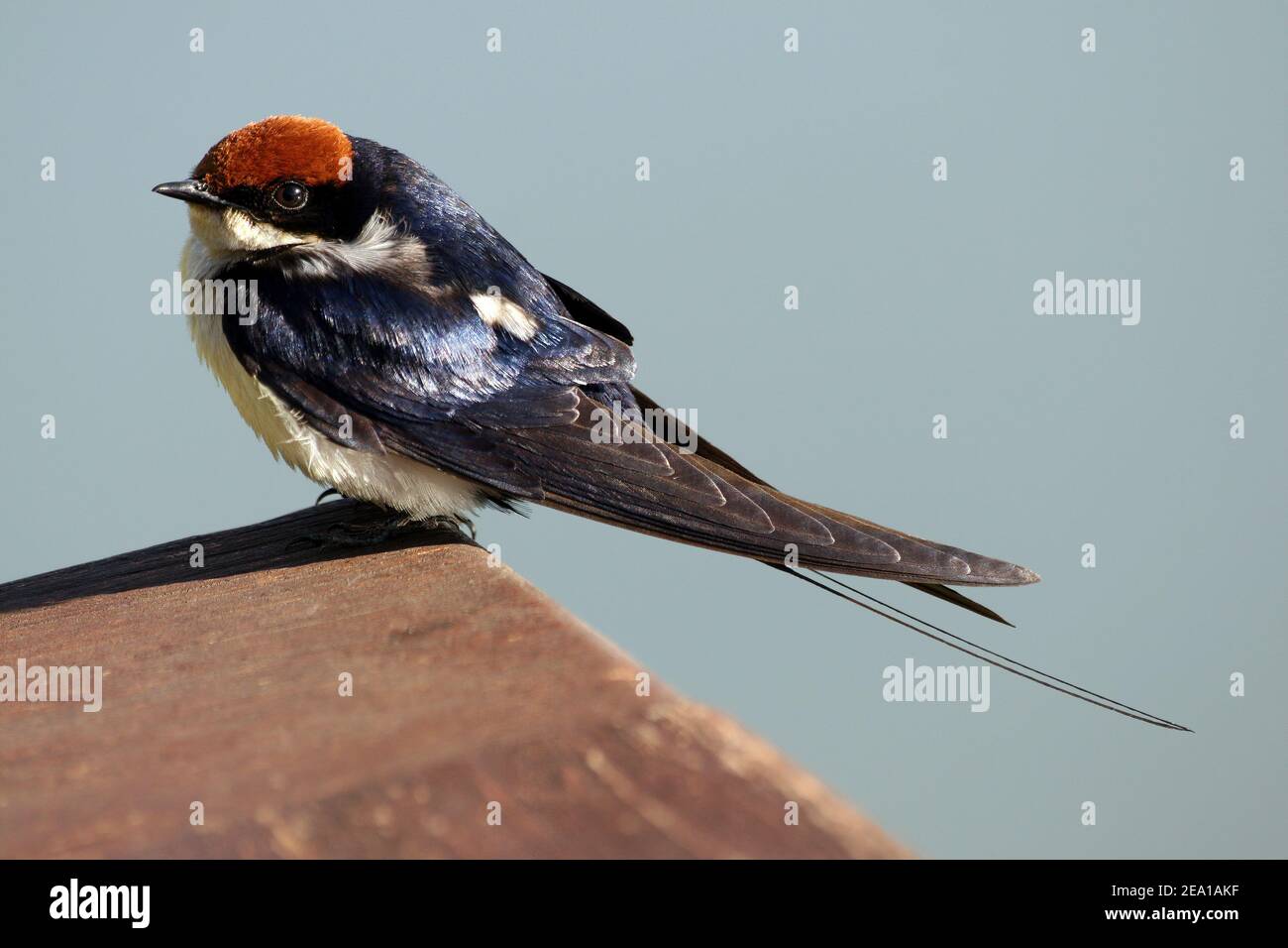 Wire-tailed swallow (Hirundo smithii smithii) Stock Photo