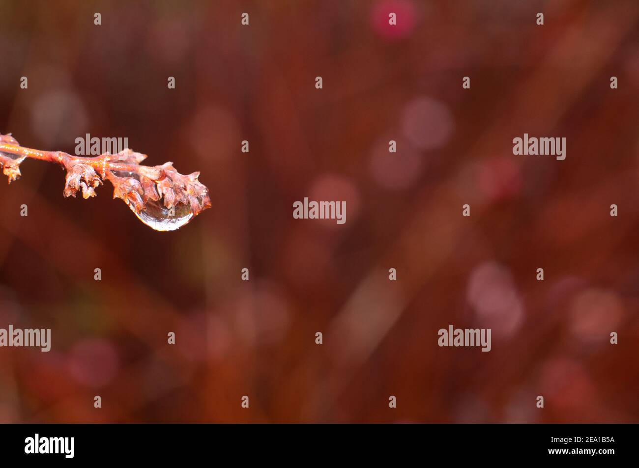 Drop water hangs on hi-res stock photography and images - Alamy