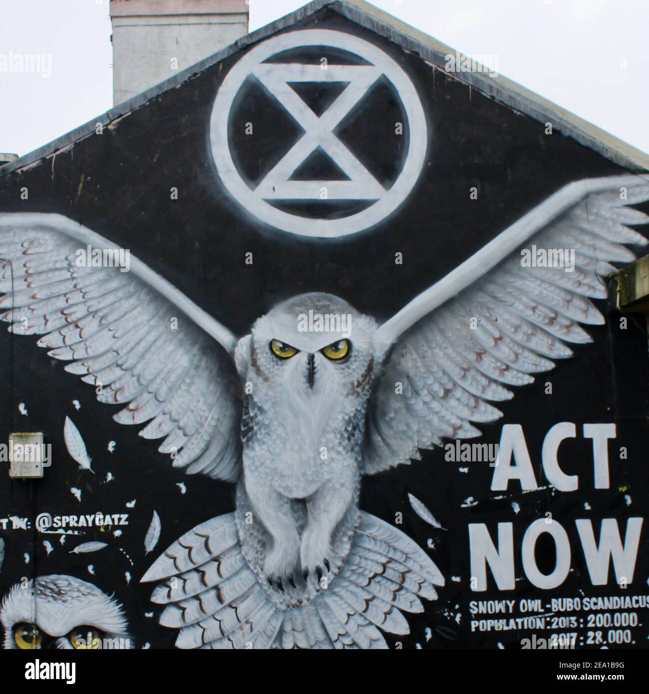 Brighton wall art advocating people to act now to protect the environment. Features a Snowy Owl and the extinction rebellion symbol. Stock Photo