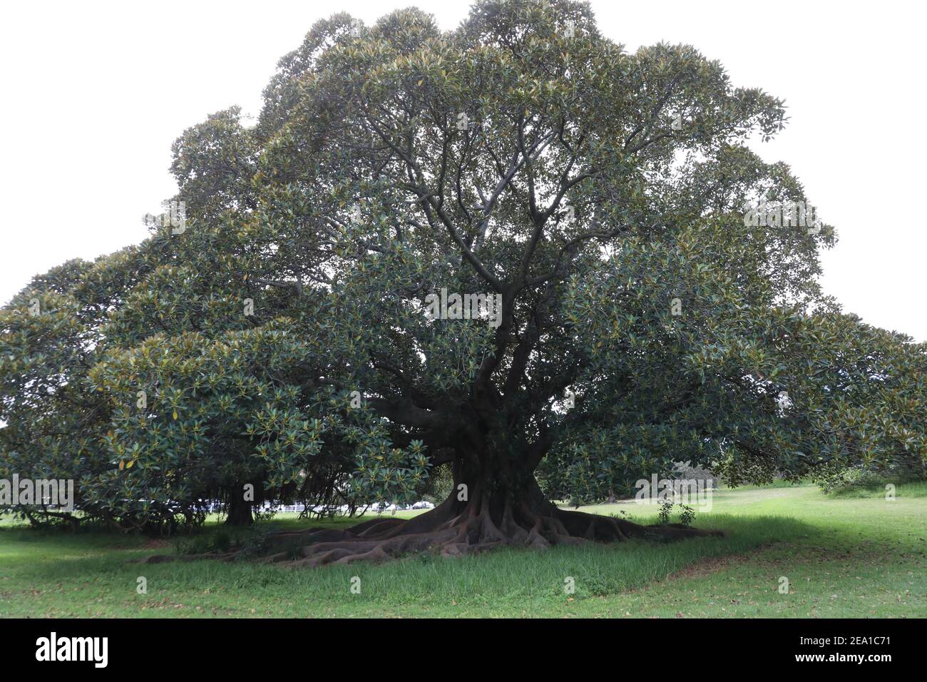 Ficus macrophylla, commonly known as the Moreton Bay fig or Australian
