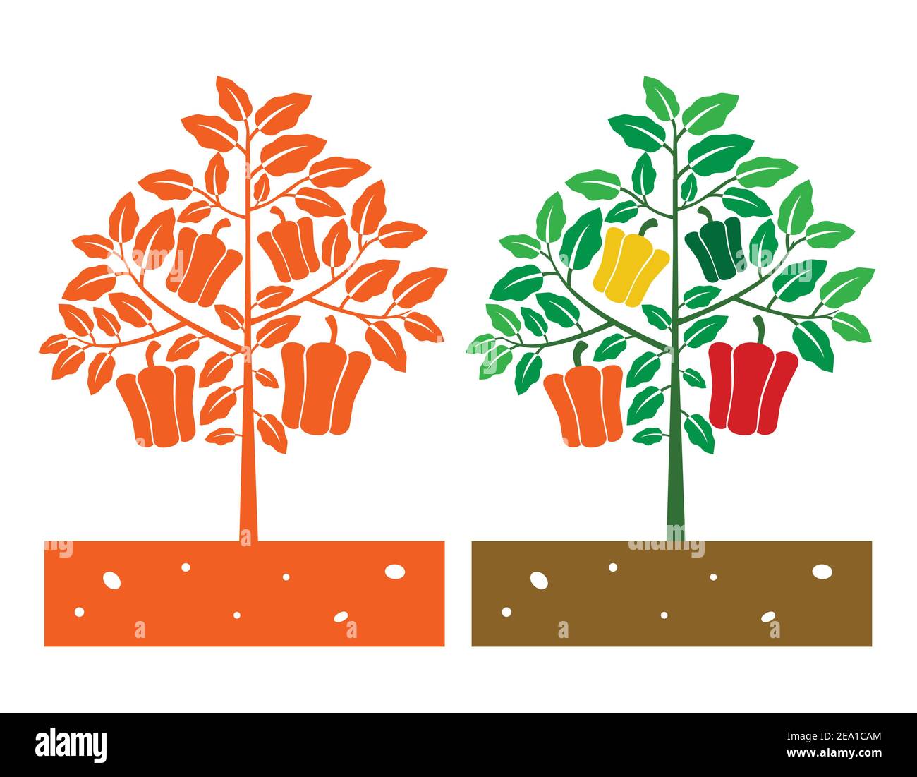 bell pepper plant with leaves and product Stock Vector