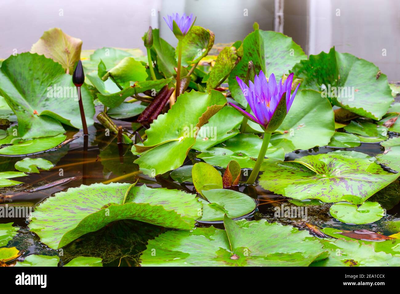 bright lily flower with green leaves on the water Stock Photo