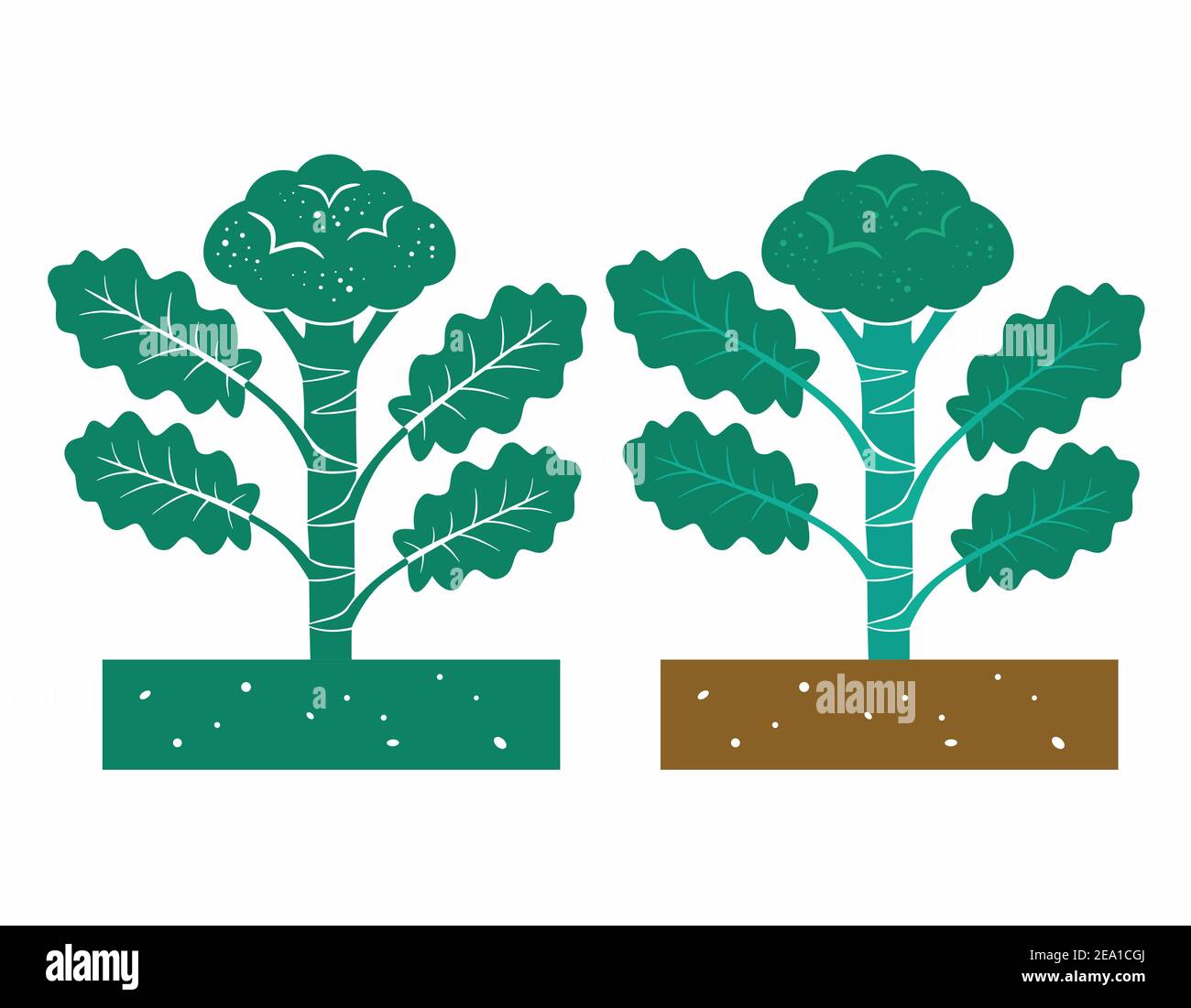 broccoli plant with leaves and product Stock Vector Image & Art Alamy