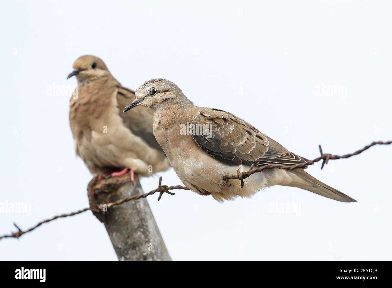 Eared Dove, Zenaida auriculata, two birds perched on barbed wire, Manta, Ecuador, 8 January 2007 Stock Photo