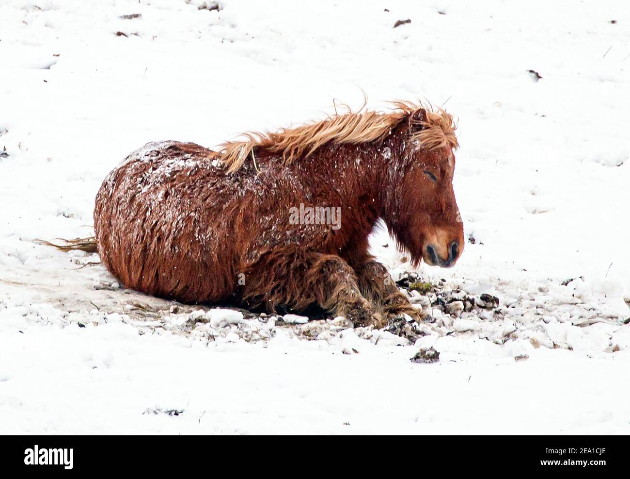 A pony plays in the snow near Millhouse Green in South Yorkshire, with heavy snow set to bring disruption to south-east England and East Anglia as bitterly cold winds grip much of the nation. Picture date: Sunday February 7, 2021. Stock Photo