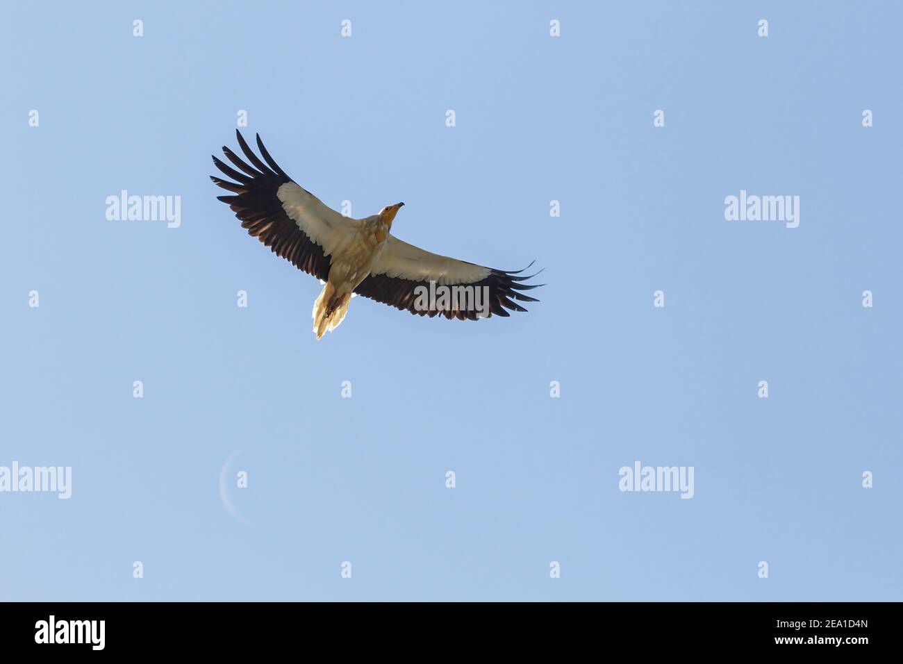 Egyptian vulture, Neophron percnopterus, adult soaring in flight against a blue sky, Spain, Europe Stock Photo