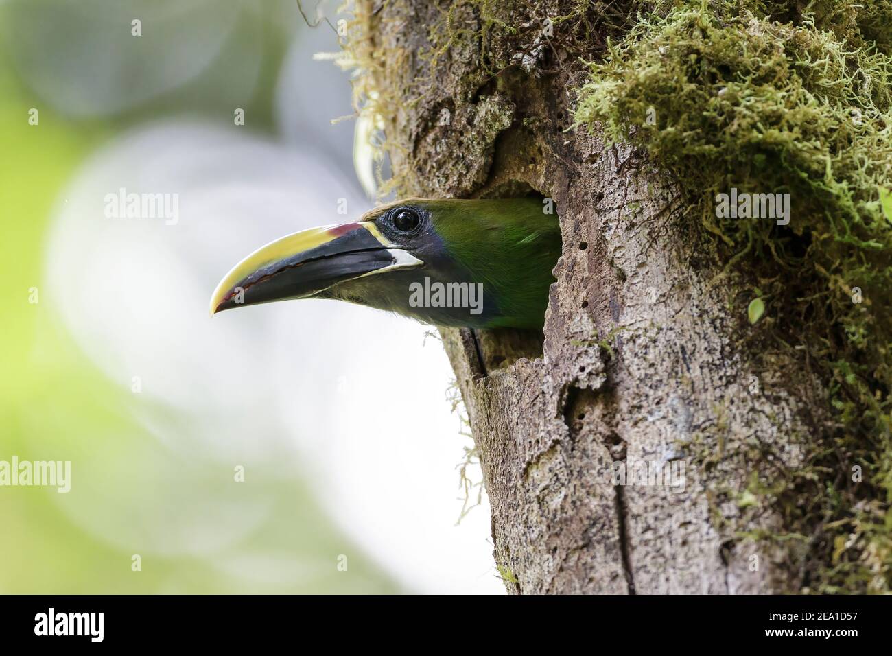 Emerald Toucanet, Aulacorhynchus prasinus, adult emerging from nest hole in tree, Monteverde, Costa Rica, 21 April 2011 Stock Photo