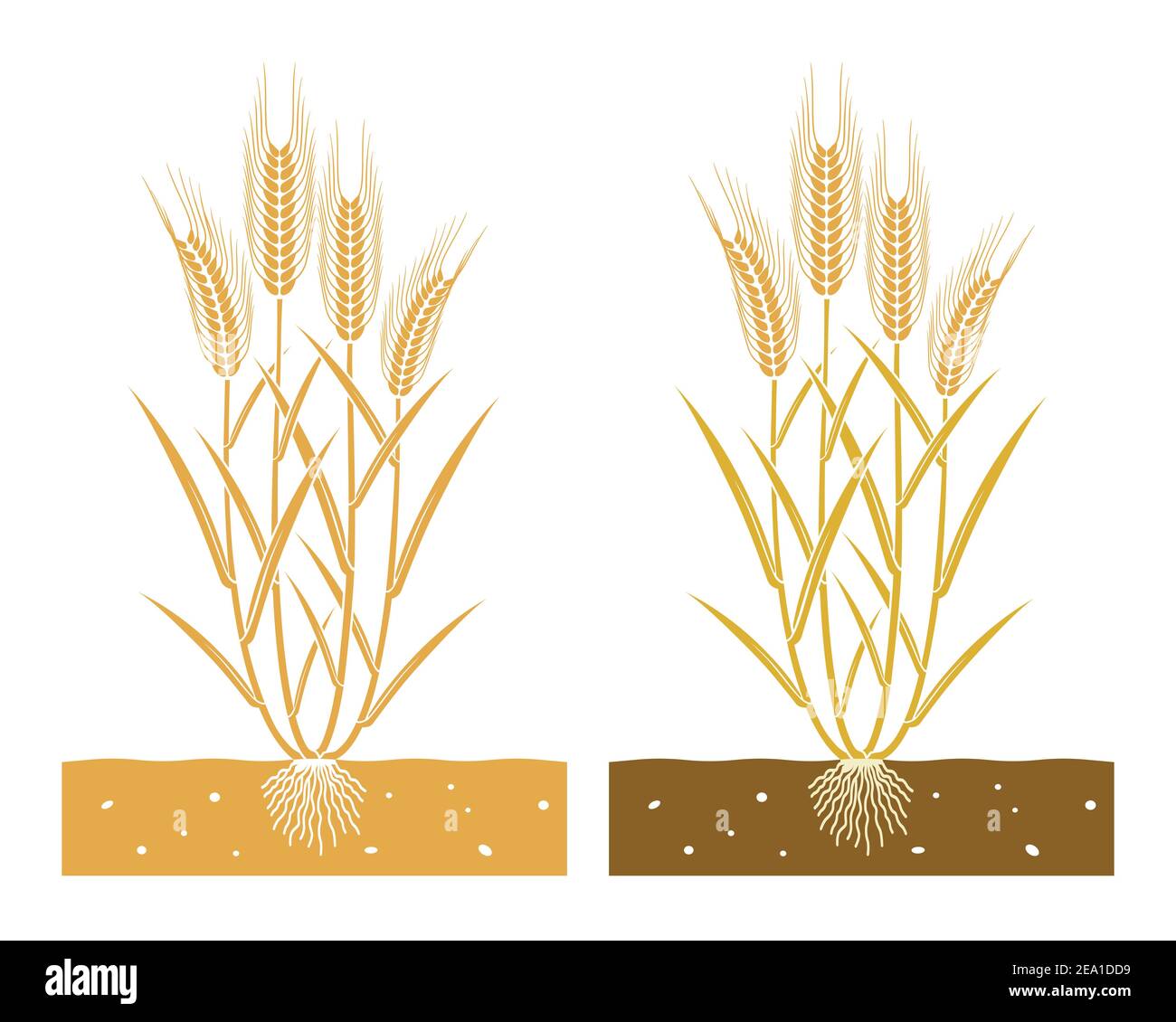 Images Of Wheat Plant