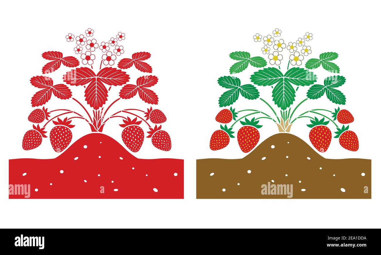 strawberry plant with leaves and product Stock Vector