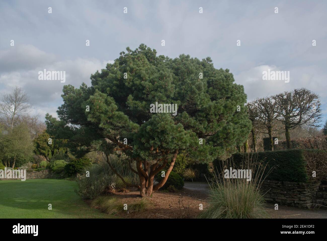 Lush Green Winter Foliage of an Evergreen Conifer Dwarf Scots Pine Tree (Pinus sylvestris 'Chantry Blue') Growing in a Country Cottage Garden in Devon Stock Photo
