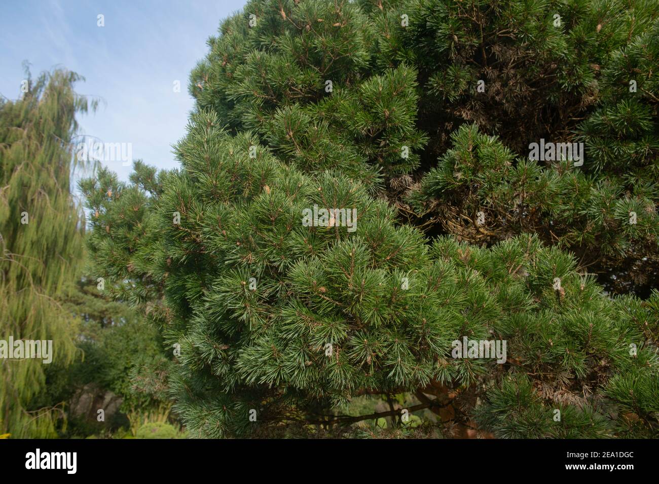 Lush Green Winter Foliage of an Evergreen Conifer Dwarf Scots Pine Tree (Pinus sylvestris 'Chantry Blue') Growing in a Country Cottage Garden in Devon Stock Photo