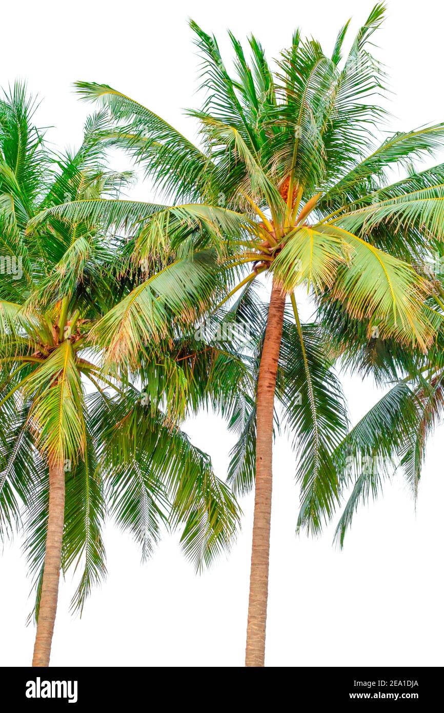 Green palm trees hi-res stock photography and images - Alamy