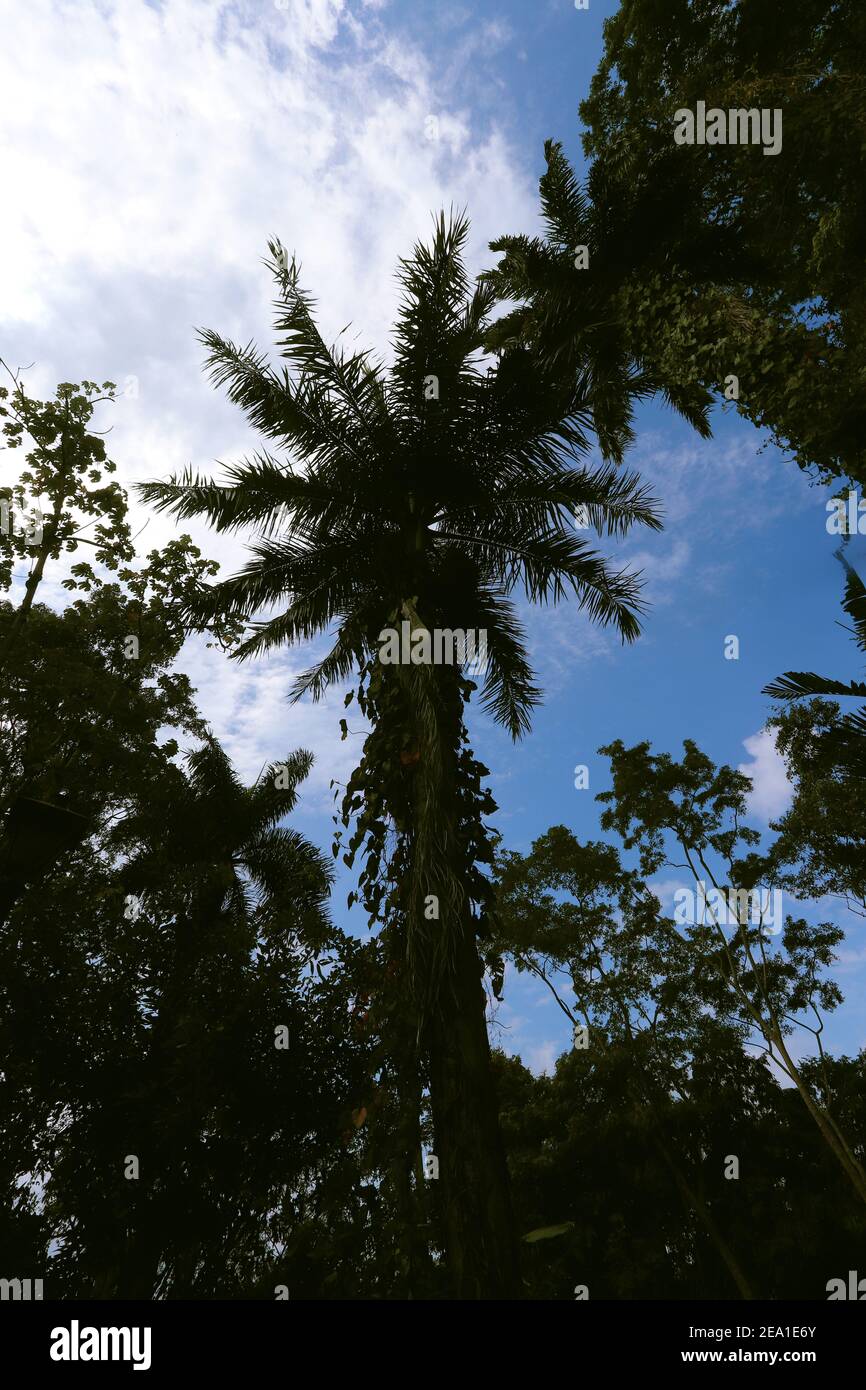 A low angle shot of tropical trees under the blue cloudy sky Stock ...