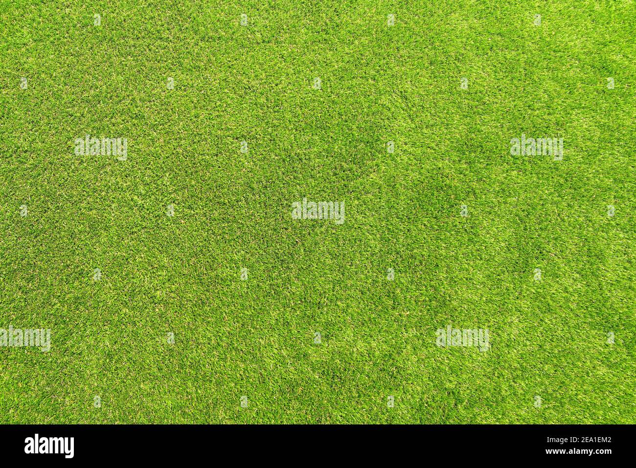 Artificial grass laid in a garden. No people. Copy space Stock Photo