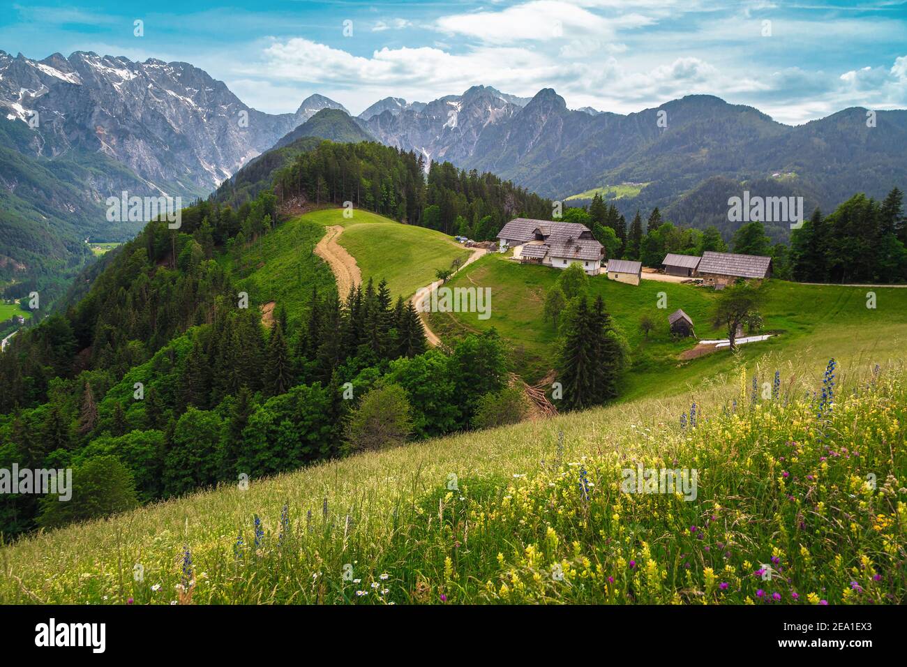 Stunning spring scenery with colorful various alpine flowers and snowy mountains in background, Logarska Dolina (Logar valley), Slovenia, Europe Stock Photo