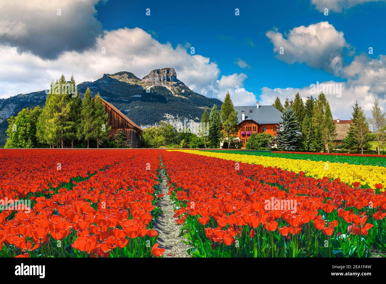 Admirable spring countryside landscape with colorful various tulip plantations. Seasonal flowery fields and rocky mountains in background, Austria, Eu Stock Photo
