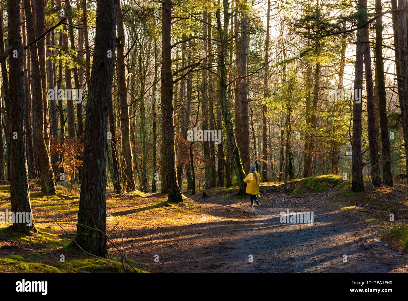 Person in yellow jacket walking down a forest path Stock Photo - Alamy