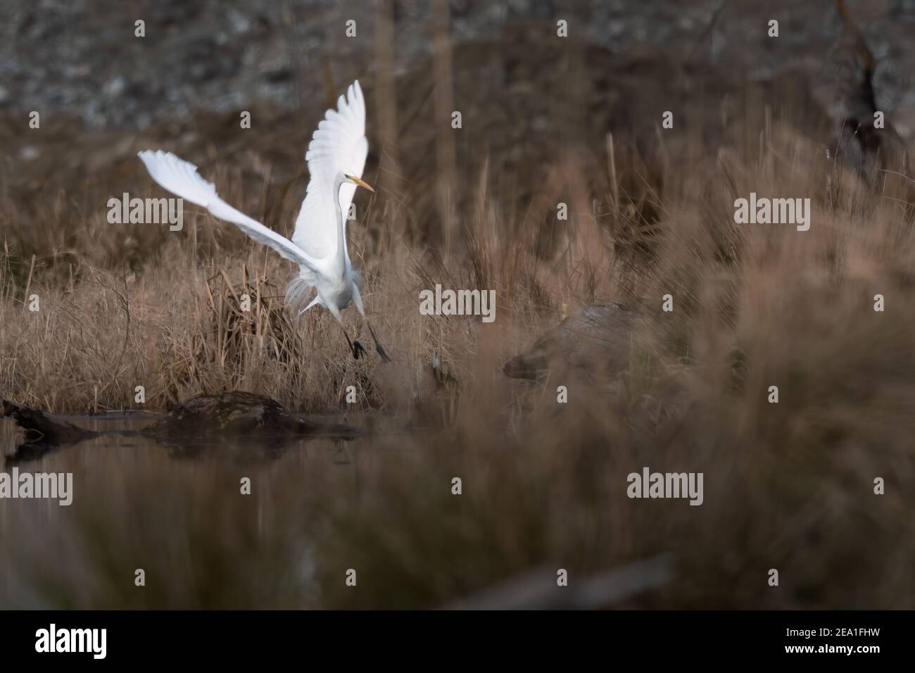 Great Egret (Ardea alba) on a lake, Great Egret Spreads its Wings , Egret Reflection on Water Stock Photo