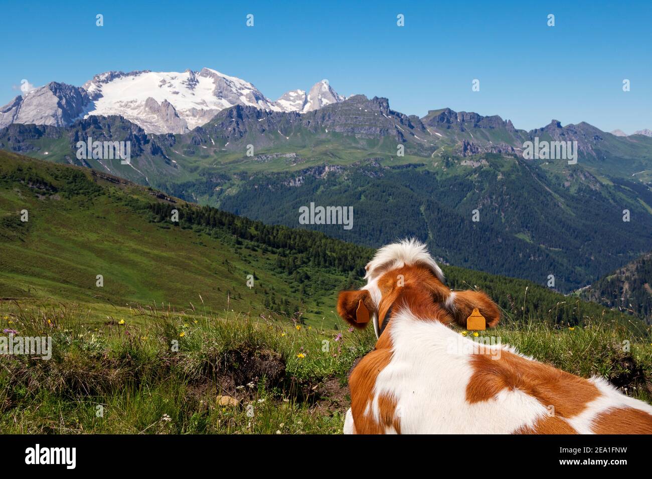 Cow grazing at rest. In background the Marmolada mountain group. Italian Alps. Europe. Stock Photo