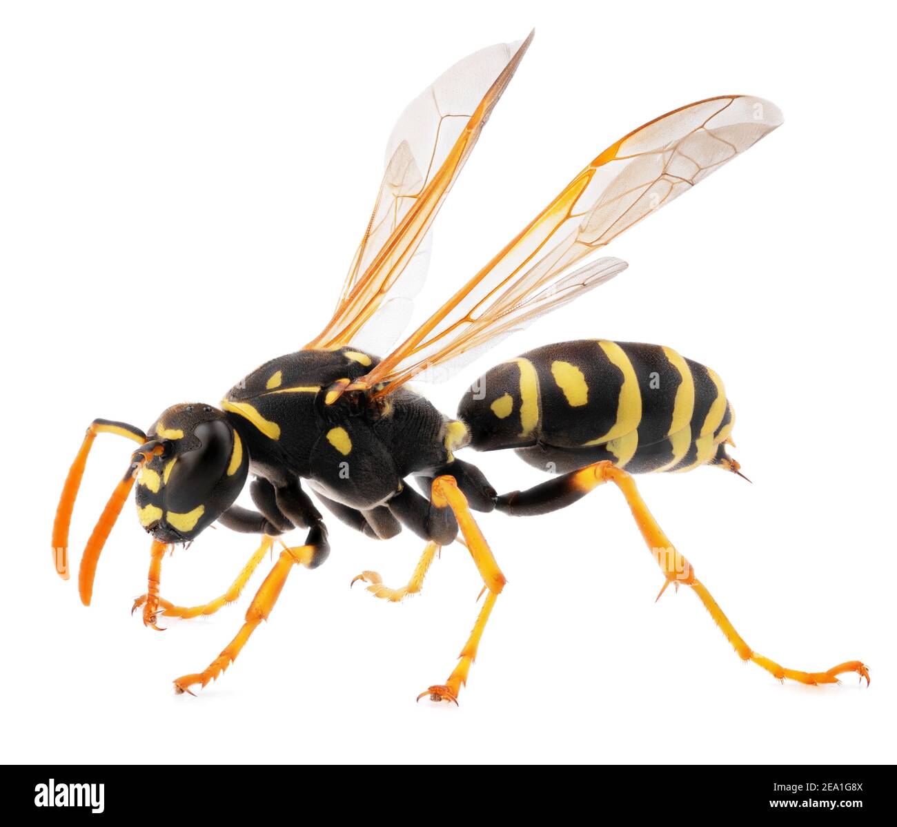 macro shot of wasp isolated on white background. Close up of wasp insect Stock Photo