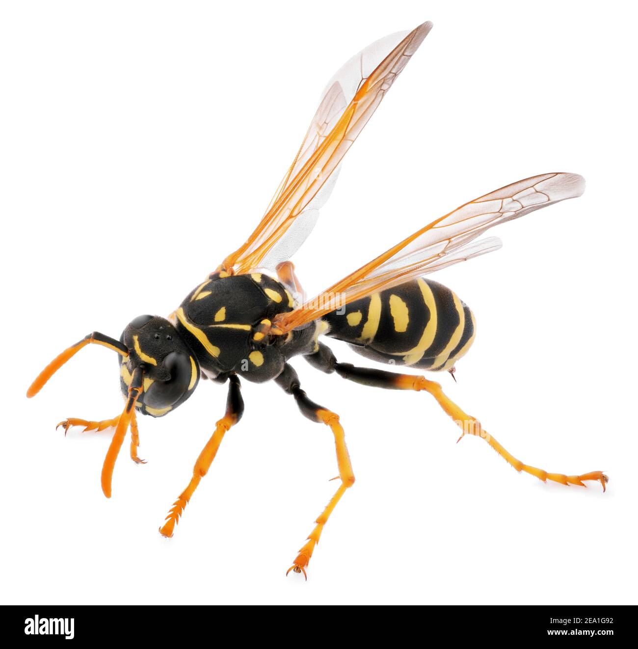 macro shot of wasp isolated on white background. Close up of wasp insect. Full depth of field. Stock Photo