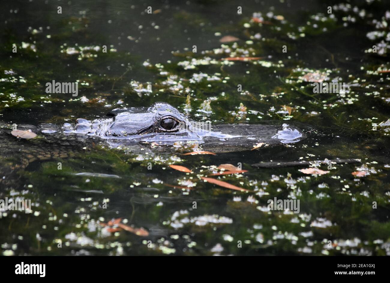 Alligator peering out of the swampy bayou. Stock Photo